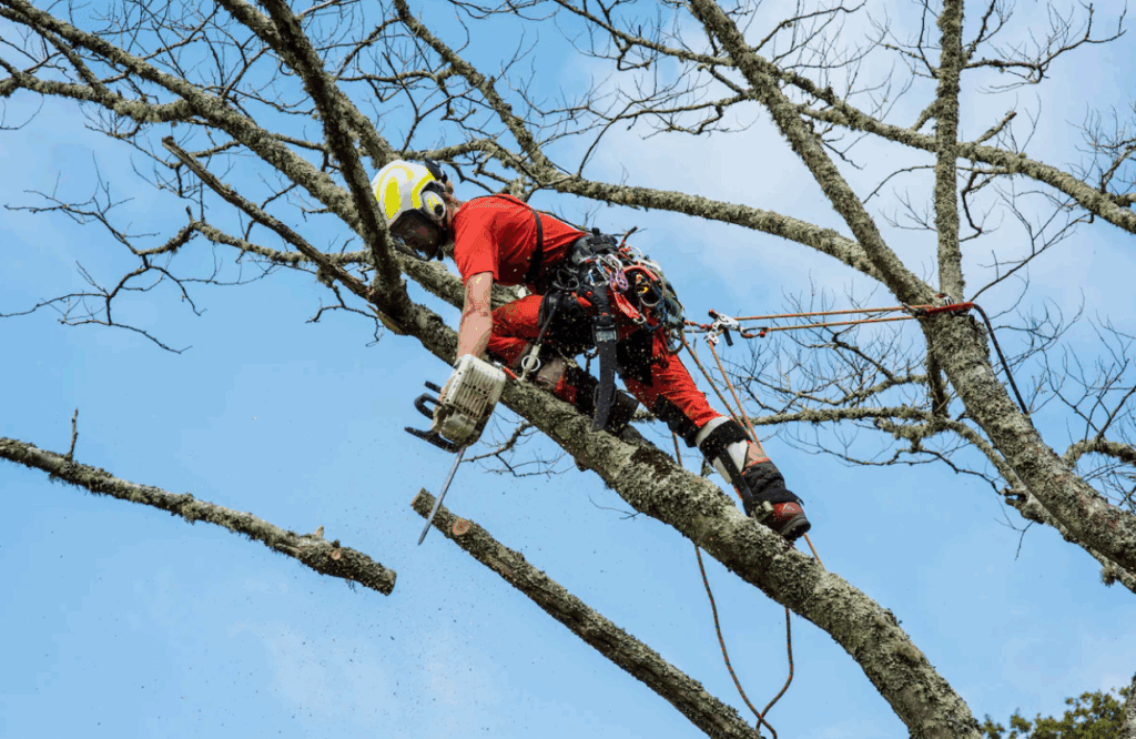 tree care service